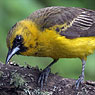 Berglandtrupial