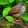 Rotr&uuml;ckenjunco