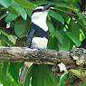 Wei&szlig;hals-Faulvogel