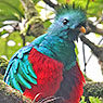 Quetzal