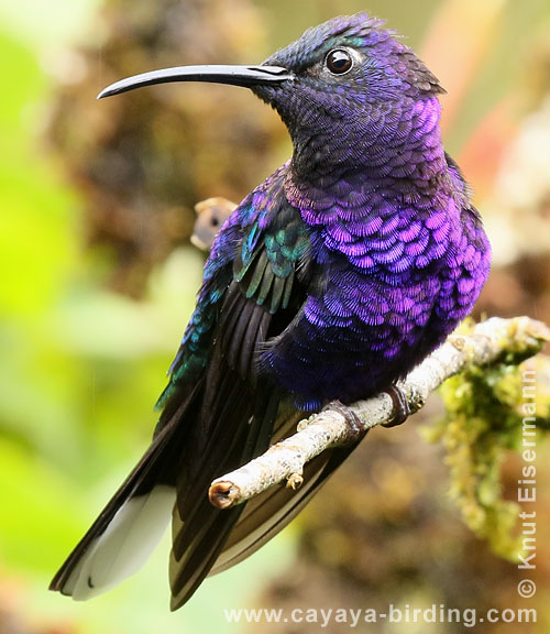 Violettdegenflügel
