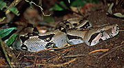 Boa Constrictor (Boa constrictor), dpto. Alta Verapaz.