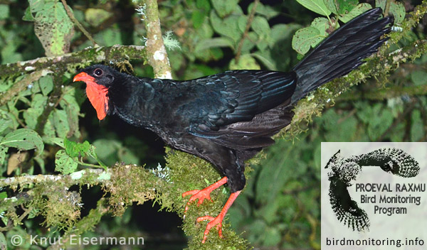 Schluchtenguan Penelopina nigra