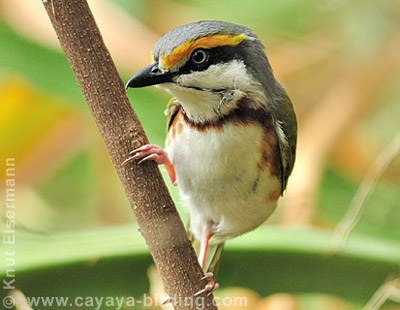 Chestnut-sided Shrike-Vireo