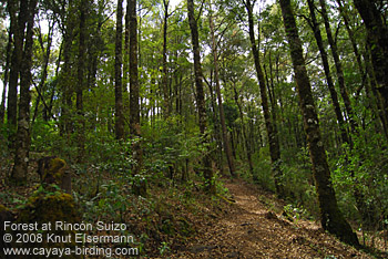 Wald am Rincón Suizo.