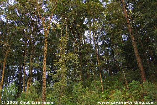 Wald am Rincón Suizo.