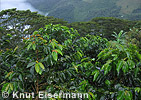 Kaffee-Plantage in Sanimtac&aacute;