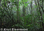 Nebelwald von Sanimtac&aacute;