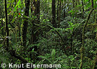 Nebelwald in Sanimtac&aacute;