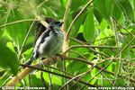 Cabanistangare im Wald des Refugio del Quetzal