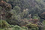 Nebelwald in Uni&oacute;n Reforma