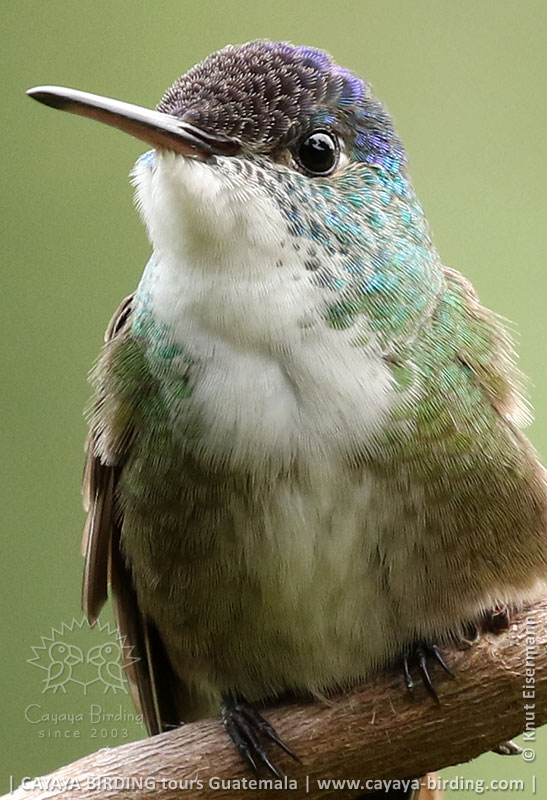 Azure-crowned Hummingbird