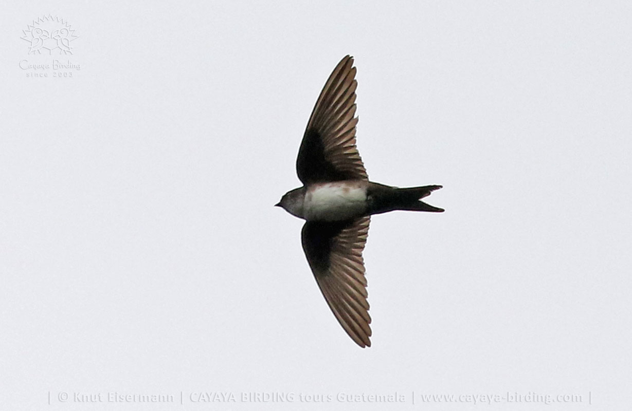 Kappenschwalbe im Flug