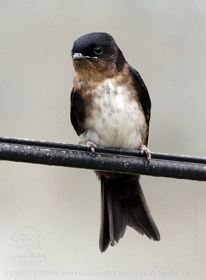 Jungvogel der Kappenschwalbe