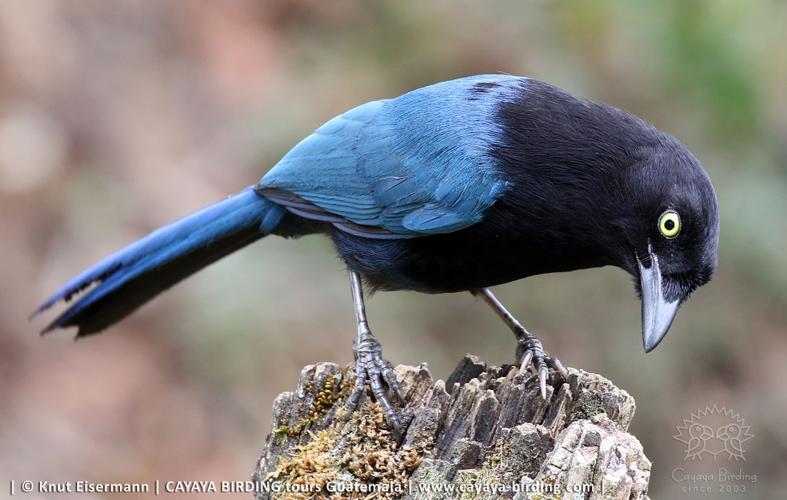 Altvogel des Hartlaubblauraben in Guatemala