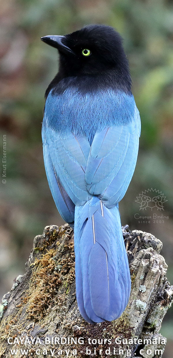 Hartlaubblaurabe in den Bergen Guatemalas