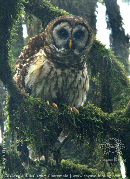 Gelbkauz im Nebelwald