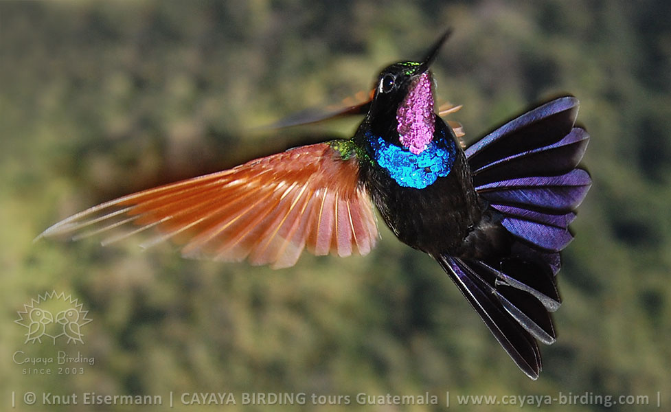 Granatkehlkolibri in Guatemala