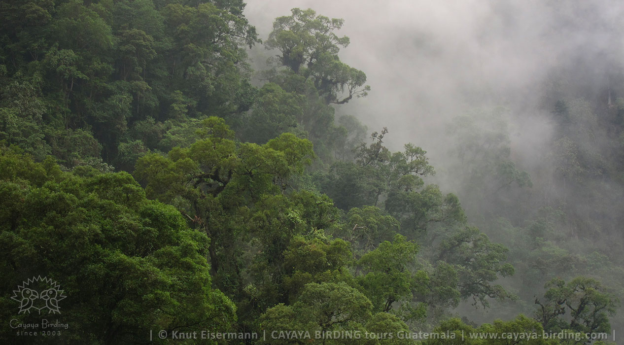 Lebensraum des Granatkehlkolibris in Guatemala