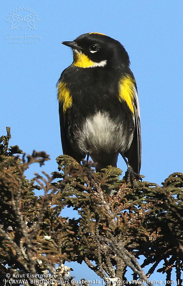 Männchen des Schwarznacken-Waldsängers