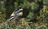 Schwarznacken-Walds&auml;nger in Guatemala