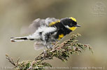 M&auml;nnchen des Schwarznacken-Walds&auml;nger in Guatemala