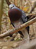 Rufendes Mondetourt&auml;ubchen (Claravis mondetoura)