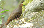 Weibchen des Mondetourt&auml;ubchens (Claravis mondetoura)