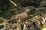 Weibchen des Mondetourt&auml;ubchens (Claravis mondetoura)