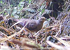 Junges M&auml;nnchen des Mondetourt&auml;ubchens (Claravis mondetoura