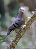 M&auml;nnchen des Mondetourt&auml;ubchens (Claravis mondetoura)