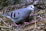 M&auml;nnchen des Mondetourt&auml;ubchens (Claravis mondetoura)