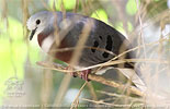 M&auml;nnchen des Mondetourt&auml;ubchens (Claravis mondetoura)