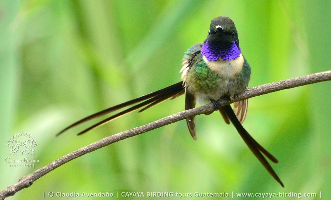 Scherenschwanz-Sternkolibri in Guatemala