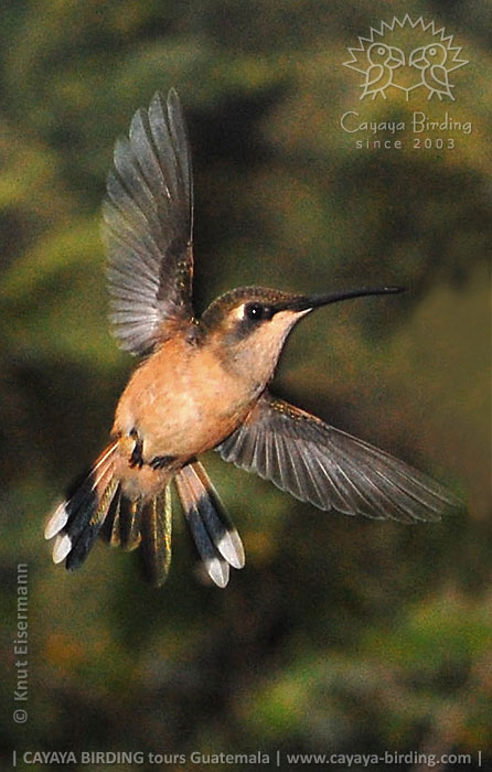 Jungvogel des Scherenschwanz-Sternkolibri
