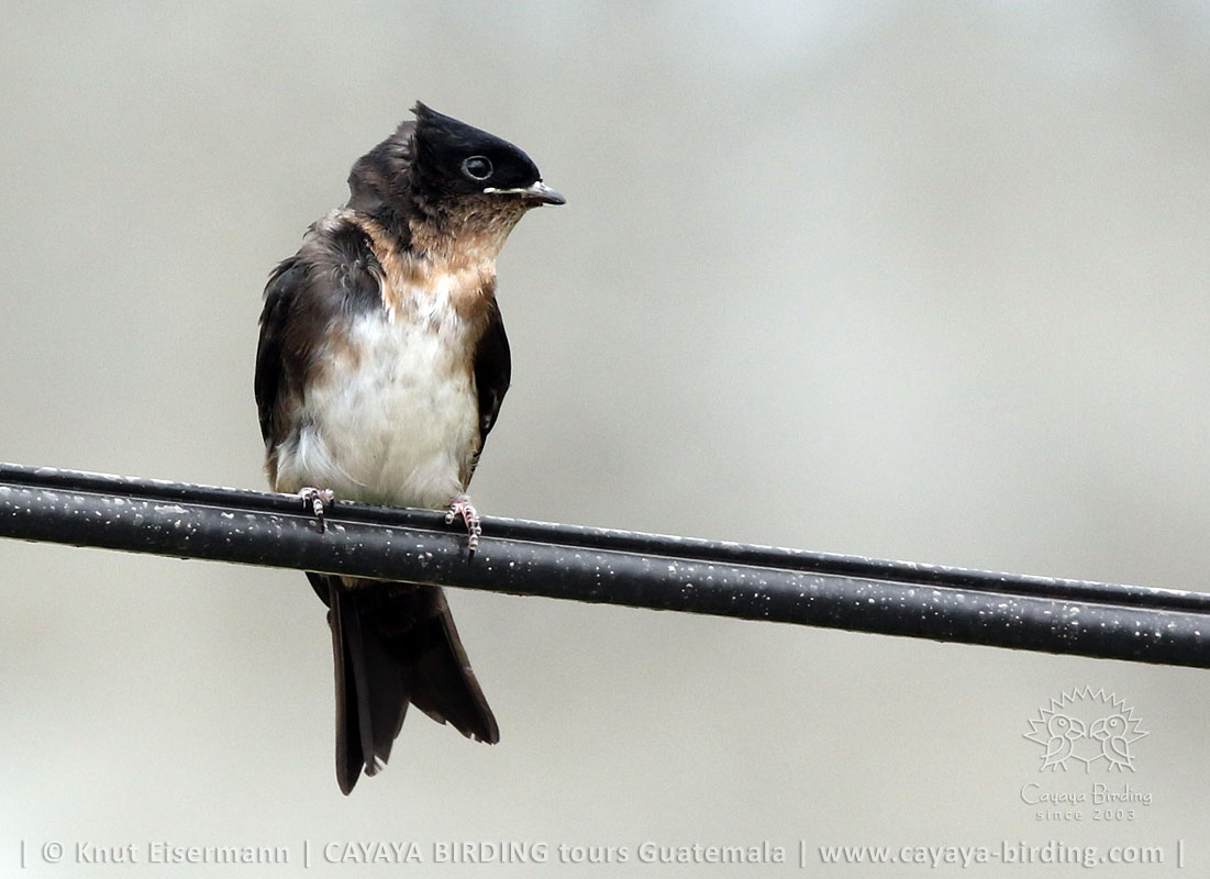 Jungvogel der Kappenschwalbe mit Rückenwind