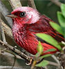 Rosenwalds&auml;nger in Guatemala
