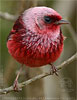 Rosenwalds&auml;nger in Guatemala