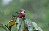Rosenwalds&auml;nger in Guatemala