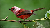 Rosenwalds&auml;nger in Guatemala