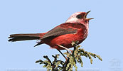Rosenwalds&auml;nger in Guatemala