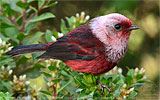 Rosenwalds&auml;nger in Guatemala