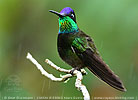 M&auml;nnchen des Violettkron-Brillantkolibris