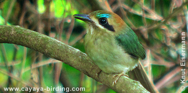 Zwergmotmot