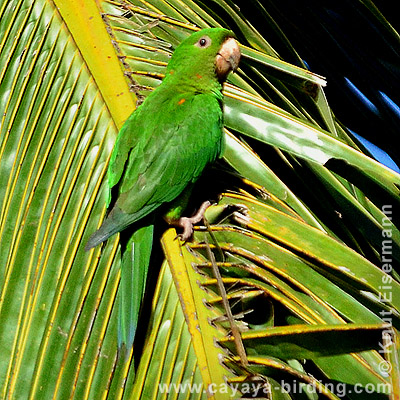 Mexikosittich