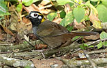Wei&szlig;ohr-Grundammer, CAYAYA BIRDING Touren in Los Tarrales