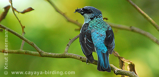 Azure-rumped Tanager