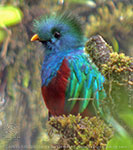 portrait adultes M&auml;nnchen Quetzal