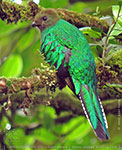 Weibchen des Quetzals mit teilweise gelbem Schnabel
