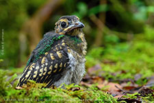 K&uuml;rzlich ausgeflogener Jungvogel des Quetzals